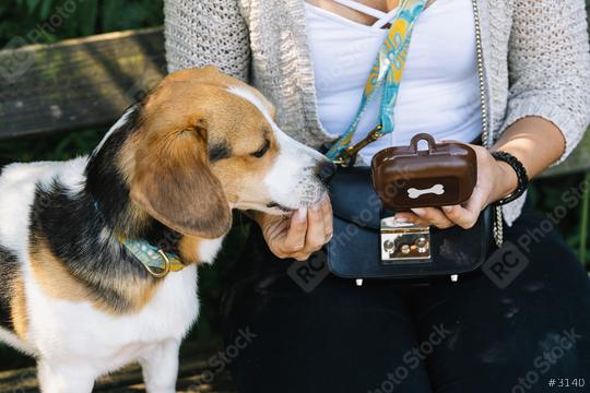 Trained intelligent dog taking food from human  : Stock Photo or Stock Video Download rcfotostock photos, images and assets rcfotostock | RC Photo Stock.: