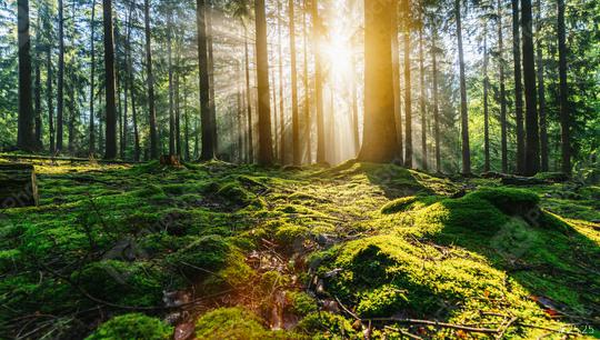 Tranquil scenery in a green forest, with the sun casting enchanting rays of light through the trees  : Stock Photo or Stock Video Download rcfotostock photos, images and assets rcfotostock | RC Photo Stock.: