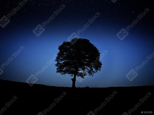 Tree at night  : Stock Photo or Stock Video Download rcfotostock photos, images and assets rcfotostock | RC Photo Stock.: