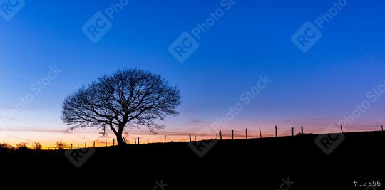 tree crown from a oak at sunset  : Stock Photo or Stock Video Download rcfotostock photos, images and assets rcfotostock | RC Photo Stock.: