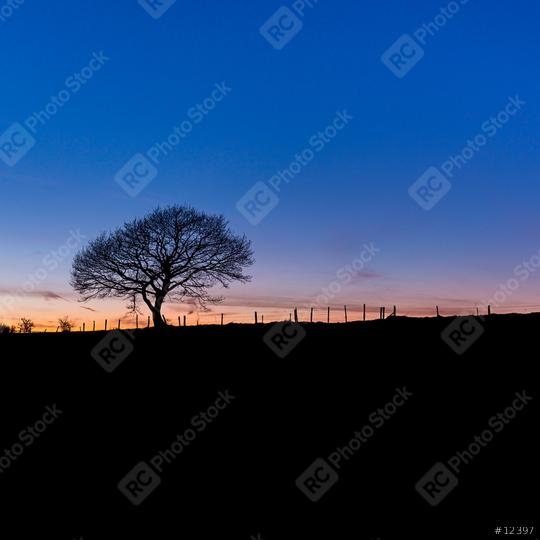 tree in a winter landscape at sunset  : Stock Photo or Stock Video Download rcfotostock photos, images and assets rcfotostock | RC Photo Stock.: