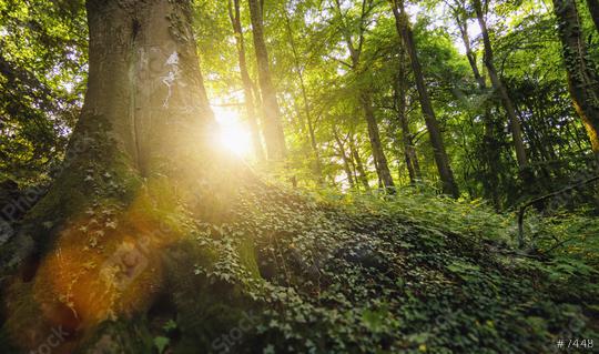 tree trunk in the morning sun  : Stock Photo or Stock Video Download rcfotostock photos, images and assets rcfotostock | RC Photo Stock.: