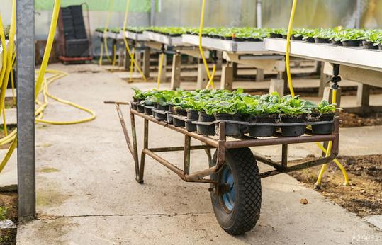 trolley with palettes of young primrose flowers the nursery or garden center  : Stock Photo or Stock Video Download rcfotostock photos, images and assets rcfotostock | RC Photo Stock.: