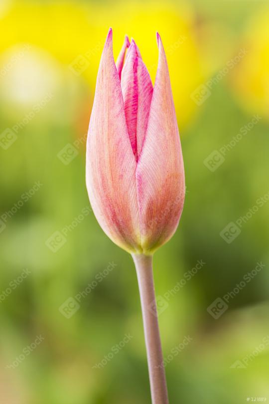 Tulip Bud  : Stock Photo or Stock Video Download rcfotostock photos, images and assets rcfotostock | RC Photo Stock.: