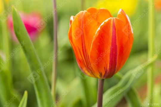 Tulip bud in orange colors  : Stock Photo or Stock Video Download rcfotostock photos, images and assets rcfotostock | RC Photo Stock.: