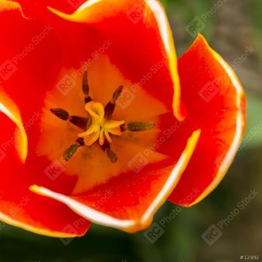 Tulip Bud macro  : Stock Photo or Stock Video Download rcfotostock photos, images and assets rcfotostock | RC Photo Stock.: