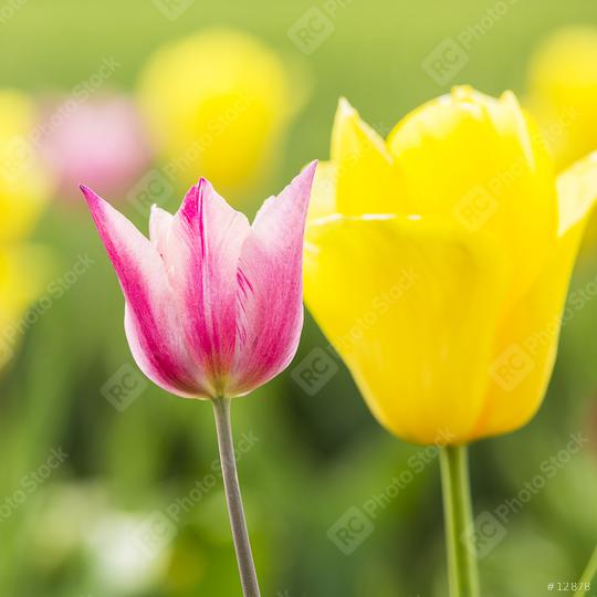 Tulip Buds in Summer  : Stock Photo or Stock Video Download rcfotostock photos, images and assets rcfotostock | RC Photo Stock.: