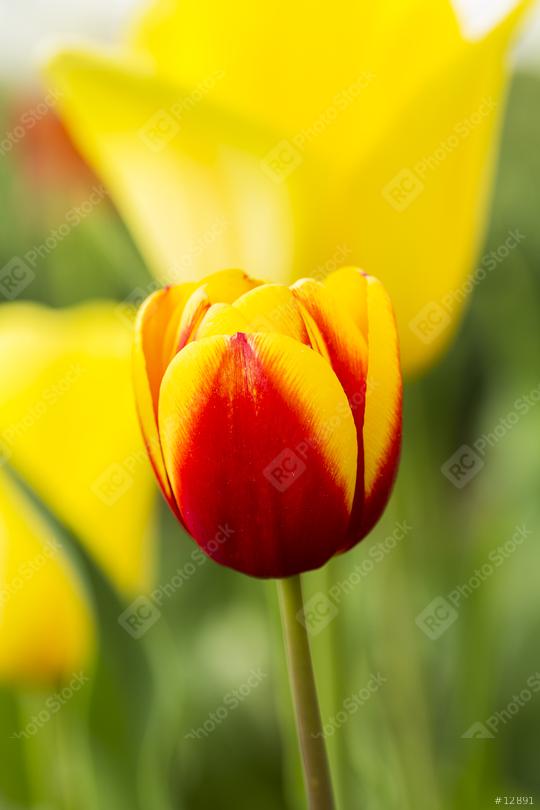 Tulip flower Bud  : Stock Photo or Stock Video Download rcfotostock photos, images and assets rcfotostock | RC Photo Stock.: