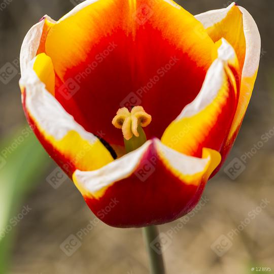 Tulip flower macro  : Stock Photo or Stock Video Download rcfotostock photos, images and assets rcfotostock | RC Photo Stock.: