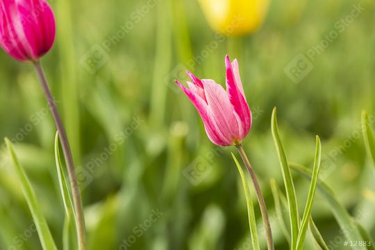 Tulip flowers in a Field  : Stock Photo or Stock Video Download rcfotostock photos, images and assets rcfotostock | RC Photo Stock.: