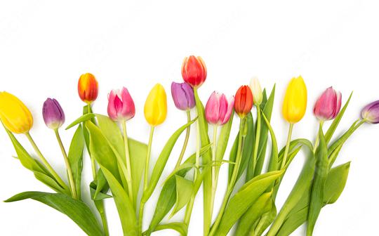 Tulip flowers in a line  : Stock Photo or Stock Video Download rcfotostock photos, images and assets rcfotostock | RC Photo Stock.: