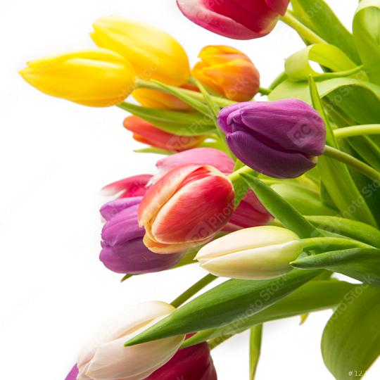 Tulip flowers in different colors  : Stock Photo or Stock Video Download rcfotostock photos, images and assets rcfotostock | RC Photo Stock.: