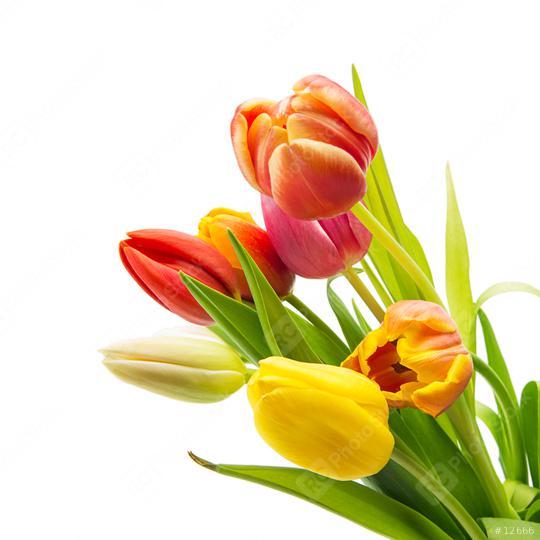 Tulip flowers on white  : Stock Photo or Stock Video Download rcfotostock photos, images and assets rcfotostock | RC Photo Stock.: