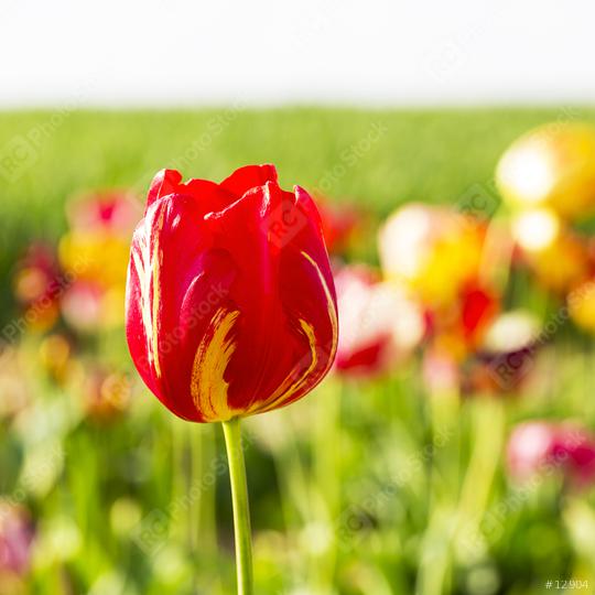 tulip in a field of flowers  : Stock Photo or Stock Video Download rcfotostock photos, images and assets rcfotostock | RC Photo Stock.: