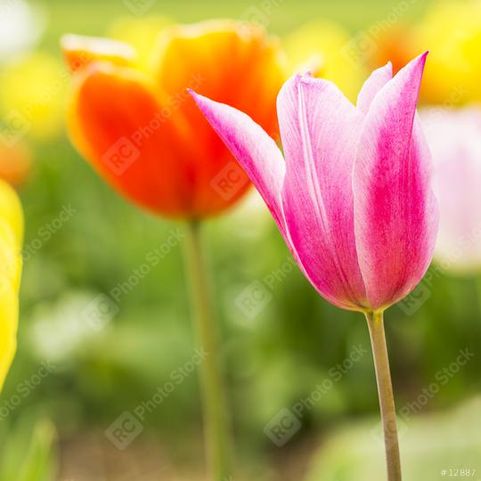 Tulips   : Stock Photo or Stock Video Download rcfotostock photos, images and assets rcfotostock | RC Photo Stock.: