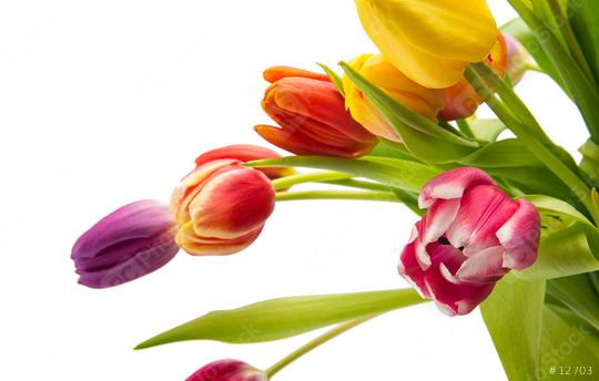 Tulips in different colors  : Stock Photo or Stock Video Download rcfotostock photos, images and assets rcfotostock | RC Photo Stock.: