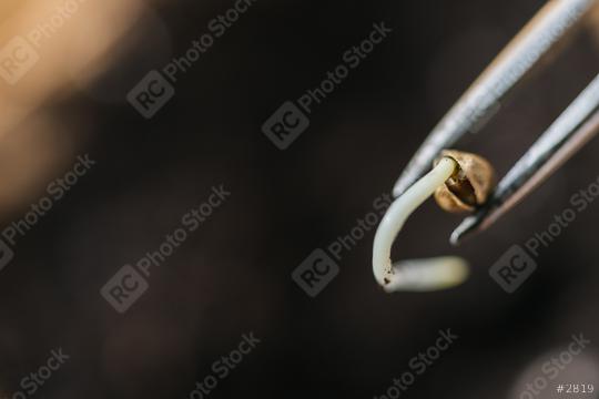 tweezers holding a cannabis seed, copyspace for your individual text.  : Stock Photo or Stock Video Download rcfotostock photos, images and assets rcfotostock | RC Photo Stock.: