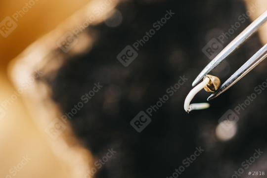 tweezers holding cannabis seed over a pot, Indoor marijuana growing concept image, copyspace for your individual text.  : Stock Photo or Stock Video Download rcfotostock photos, images and assets rcfotostock | RC Photo Stock.:
