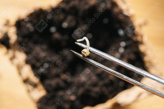 tweezers holding cannabis seed over a pot, Indoor marijuana growing concept image  : Stock Photo or Stock Video Download rcfotostock photos, images and assets rcfotostock | RC Photo Stock.: