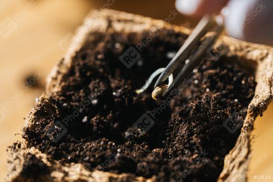 tweezers putting cannabis seed in a pot, Indoor marijuana growing concept image  : Stock Photo or Stock Video Download rcfotostock photos, images and assets rcfotostock | RC Photo Stock.: