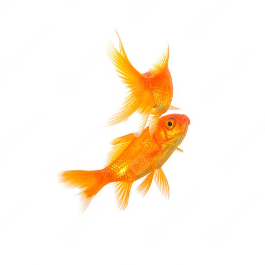 two goldfishes  : Stock Photo or Stock Video Download rcfotostock photos, images and assets rcfotostock | RC Photo Stock.: