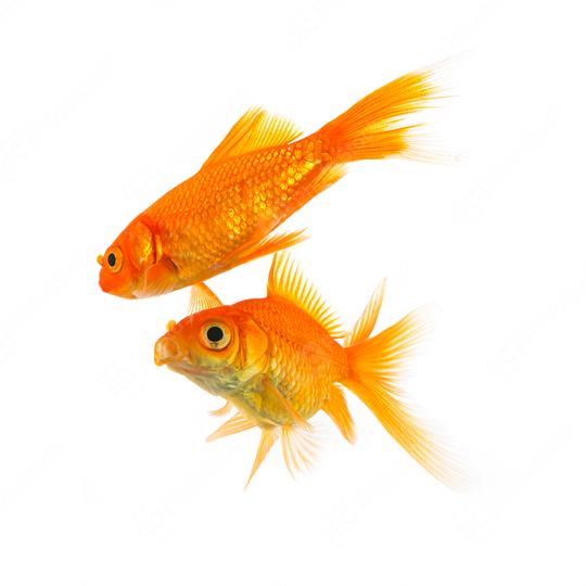 two goldfishes on white  : Stock Photo or Stock Video Download rcfotostock photos, images and assets rcfotostock | RC Photo Stock.: