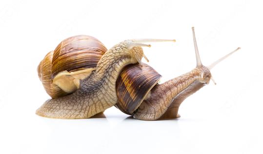 two snails  : Stock Photo or Stock Video Download rcfotostock photos, images and assets rcfotostock | RC Photo Stock.: