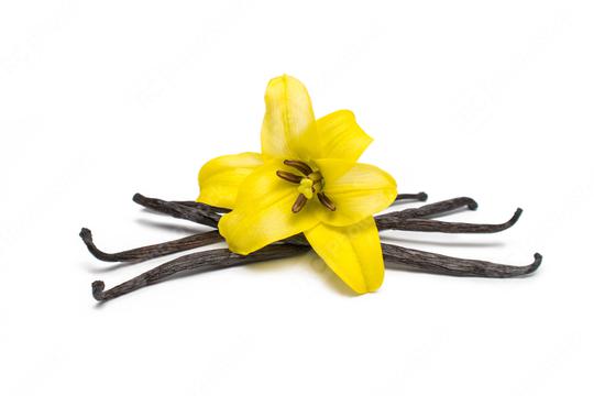 Vanilla Beans and Flower  : Stock Photo or Stock Video Download rcfotostock photos, images and assets rcfotostock | RC Photo Stock.: