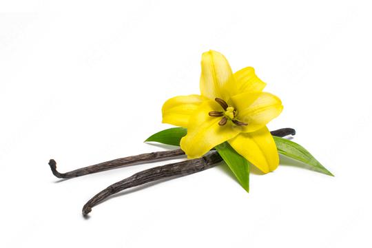 Vanilla pods and flower  : Stock Photo or Stock Video Download rcfotostock photos, images and assets rcfotostock | RC Photo Stock.: