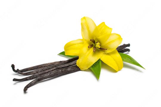 Vanilla pods and flower isolated on white background  : Stock Photo or Stock Video Download rcfotostock photos, images and assets rcfotostock | RC Photo Stock.:
