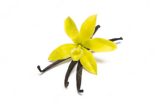 Vanilla pods and original orchid flower isolated on white  : Stock Photo or Stock Video Download rcfotostock photos, images and assets rcfotostock | RC Photo Stock.: