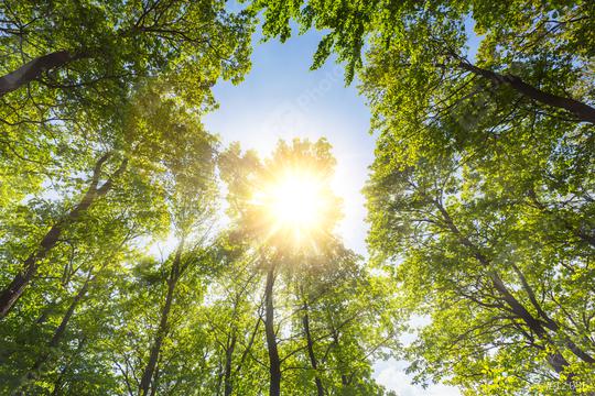warm spring sun shining through a hole in a forest treetop  : Stock Photo or Stock Video Download rcfotostock photos, images and assets rcfotostock | RC Photo Stock.: