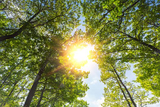 warm spring sun shining through the treetop  : Stock Photo or Stock Video Download rcfotostock photos, images and assets rcfotostock | RC Photo Stock.:
