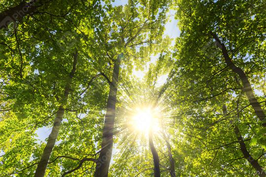 warm sun shining through the treetop in a spring forest  : Stock Photo or Stock Video Download rcfotostock photos, images and assets rcfotostock | RC Photo Stock.: