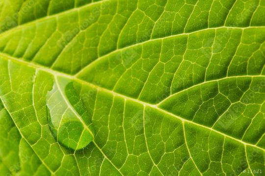 waterdrop running down a leaf  : Stock Photo or Stock Video Download rcfotostock photos, images and assets rcfotostock | RC Photo Stock.: