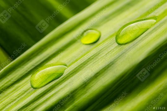 waterdrops on a green leaf  : Stock Photo or Stock Video Download rcfotostock photos, images and assets rcfotostock | RC Photo Stock.: