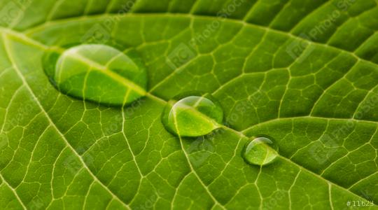 waterdrops on a leaf  : Stock Photo or Stock Video Download rcfotostock photos, images and assets rcfotostock | RC Photo Stock.:
