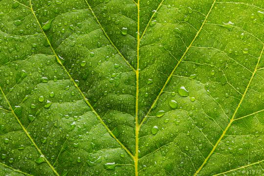 waterdrops on a leaf background  : Stock Photo or Stock Video Download rcfotostock photos, images and assets rcfotostock | RC Photo Stock.: