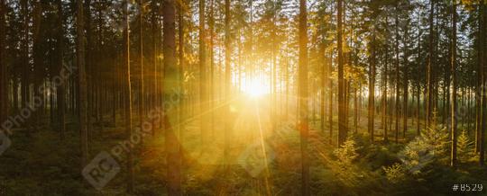 way in to the Forest panorama with sunsetlight - aerial drone shot  : Stock Photo or Stock Video Download rcfotostock photos, images and assets rcfotostock | RC-Photo-Stock.: