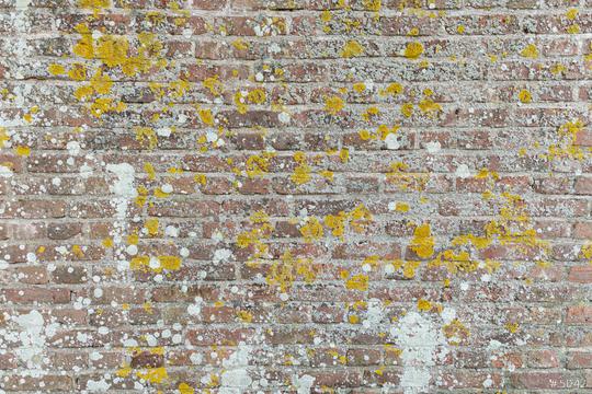weathered brick wall with moss background  : Stock Photo or Stock Video Download rcfotostock photos, images and assets rcfotostock | RC Photo Stock.: