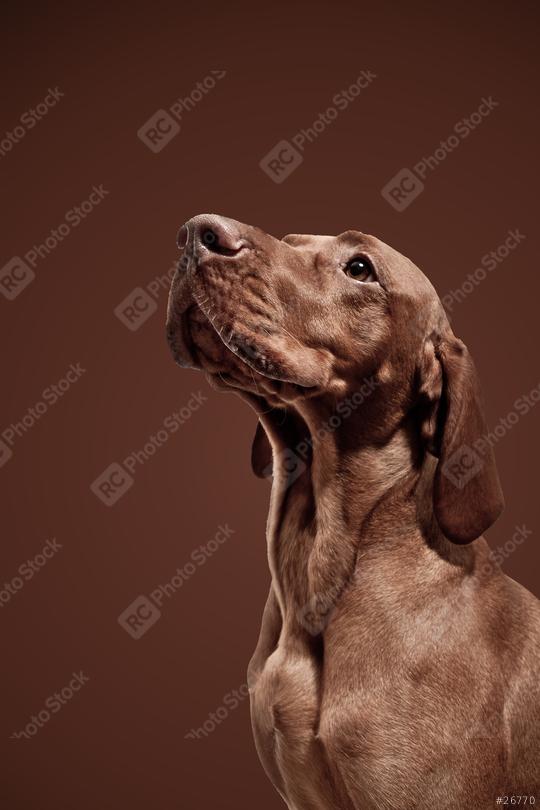 weimaraner dog  : Stock Photo or Stock Video Download rcfotostock photos, images and assets rcfotostock | RC Photo Stock.: