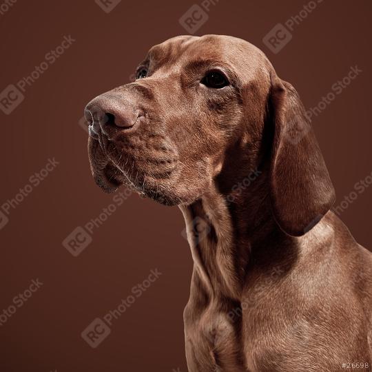 weimaraner hound in front of brown background  : Stock Photo or Stock Video Download rcfotostock photos, images and assets rcfotostock | RC Photo Stock.: