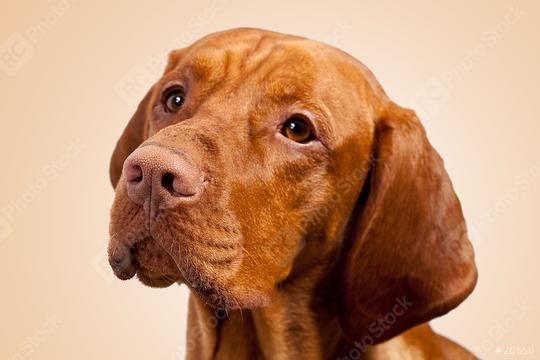 weimaraner hund blickt zur seite  : Stock Photo or Stock Video Download rcfotostock photos, images and assets rcfotostock | RC Photo Stock.: