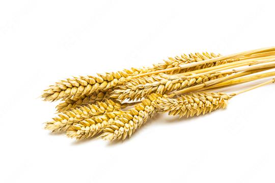 Wheat ears  : Stock Photo or Stock Video Download rcfotostock photos, images and assets rcfotostock | RC Photo Stock.: