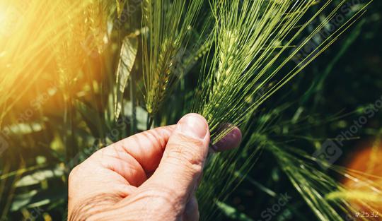 Wheat ears in farmer hands close up on field background  : Stock Photo or Stock Video Download rcfotostock photos, images and assets rcfotostock | RC Photo Stock.:
