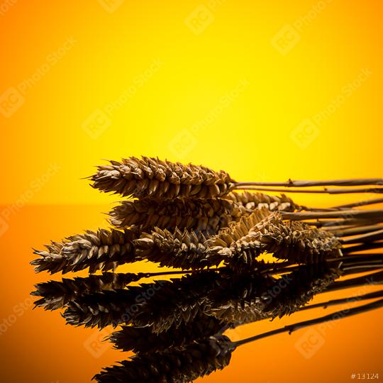 Wheat ears in sunset  : Stock Photo or Stock Video Download rcfotostock photos, images and assets rcfotostock | RC Photo Stock.:
