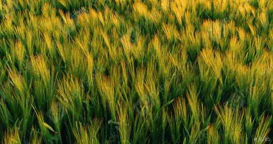 wheat field at summer  : Stock Photo or Stock Video Download rcfotostock photos, images and assets rcfotostock | RC Photo Stock.: