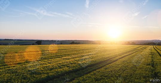 Wheat field at sunset, including copy space. drone shot  : Stock Photo or Stock Video Download rcfotostock photos, images and assets rcfotostock | RC Photo Stock.: