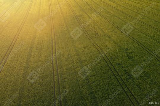 Wheat field landscape at sunset. Aerial view drone shot  : Stock Photo or Stock Video Download rcfotostock photos, images and assets rcfotostock | RC Photo Stock.: