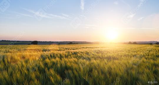 Wheat field landscape at sunset, including copy space  : Stock Photo or Stock Video Download rcfotostock photos, images and assets rcfotostock | RC Photo Stock.: